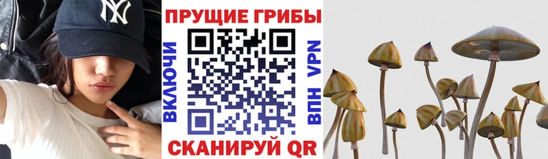 Галлюциногенные грибы Psilocybine cubensis  купить   MEGA зеркало  Константиновск 